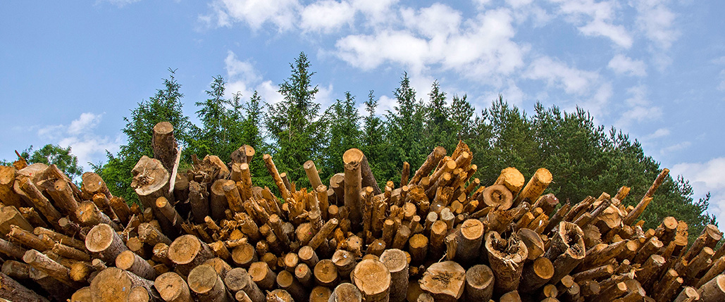 Drvna biomasa